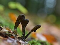 Elaphocordyceps ophioglossoides 15, Zwarte truffelknotszwam, Saxifraga-Luuk Vermeer