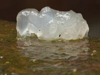 Exidia thuretiana 8, Stijfselzwam, Saxifraga-Jan Nijendijk