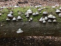 Fomes fomentarius 23, Echte tonderzwam, Saxifraga-Luuk Vermeer