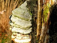 Fomes fomentarius 35, Echte tonderzwam, Saxifraga-Hans Grotenhuis