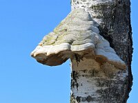 Fomes fomentarius 36, Echte tonderzwam, Saxifraga-Tom Heijnen