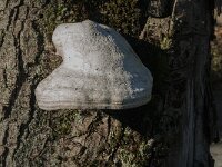 Fomes fomentarius 38, Echte tonderzwam, Saxifraga-Jan van der Straaten