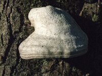 Fomes fomentarius 39, Echte tonderzwam, Saxifraga-Jan van der Straaten