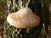 Fomitopsis betulina 20, Berkenzwam, Saxifraga-Hans Grotenhuis