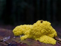 Fuligo septica 6, Heksenboter, Saxifraga-Rik Kruit