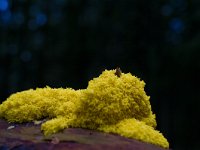 Fuligo septica 7, Heksenboter, Saxifraga-Rik Kruit