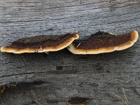 Gloeophyllum sepiarium 5, Geelbruine plaatjeshoutzwam, Saxifraga-Willem van Kruijsbergen