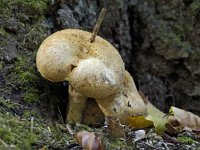 Prachtvlamhoed 06 : Gymnopilus spectabilis, laughing gym, laughing Jim, or spectacular rustgill, Prachtvlamhoed