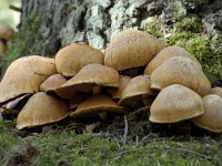 Prachtvlamhoed 07 : Gymnopilus spectabilis, laughing gym, laughing Jim, or spectacular rustgill, Prachtvlamhoed
