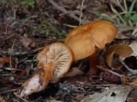 Gymnopus dryophilus, Russet Toughshank
