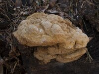 Hapalopilus rutilans 4, Kussenvormige houtzwam, Saxifraga-Willem van Kruijsbergen