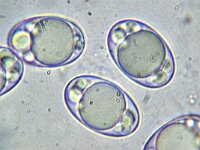 Helvella crispa 13, Witte kluifzwam, Micro, Saxifraga-Lucien Rommelaars