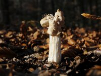 Helvella crispa 26, Witte kluifzwam, Saxifraga-Luuk Vermeer