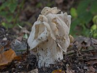 Helvella crispa 28, Witte kluifzwam, Saxifraga-Jan Nijendijk