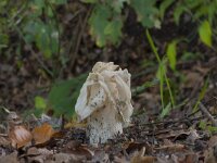 Helvella crispa 29, Witte kluifzwam, Saxifraga-Jan Nijendijk