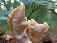 Helvella crispa 6, Witte kluifzwam, Saxifraga-Jan de Laat