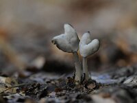 Helvella ephippium