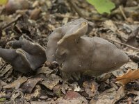 Helvella lacunosa 28, Zwarte kluifzwam, Saxifraga-Willem van Kruijsbergen