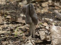 Helvella lacunosa 29, Zwarte kluifzwam, Saxifraga-Willem van Kruijsbergen