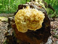 Hericium coralloides 42, Kammetjesstekelzwam, Saxifraga-Hans Grotenhuis