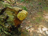 Hericium coralloides 45, Kammetjesstekelzwam, Saxifraga-Hans Grotenhuis