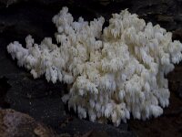 Hericium coralloides 47, Kammetjesstekelzwam, Saxifraga-Jan Nijendijk