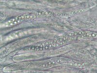 Herpotrichia herpotrichoides