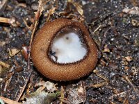 Humaria hemisphaerica 3, Kleine bruine bekerzwam, Saxifraga-Foto Fitis-Sytske Dijksen