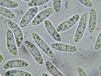 Hyaloscypha albohyalina f albohyalina 2, Wit waterkelkje, Micro, Saxifraga-Lucien Rommelaars