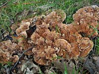 Hydnellum concrescens