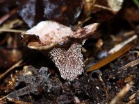 Hydnellum concrescens 6, Gezoneerde stekelzwam, Saxifraga-Foto Fitis-Sytske Dijksen