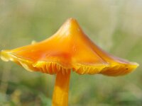 Hygrocybe acutoconica 7, Puntmutswasplaat, Saxifraga-Foto Fitis-Sytske Dijksen