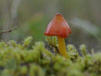 Hygrocybe conica 14, Zwartwordende wasplaat, Saxifraga-Luuk Vermeer