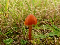 Hygrocybe conica 22, Zwartwordende wasplaat, Saxifraga-Hans Grotenhuis
