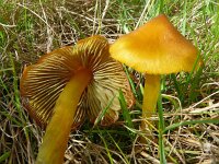 Hygrocybe conica 23, Zwartwordende wasplaat, Saxifraga-Hans Grotenhuis