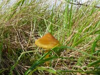Hygrocybe conica 25, Zwartwordende wasplaat, Saxifraga-Hans Grotenhuis