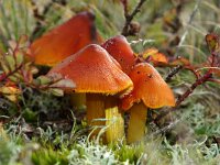 Hygrocybe conica 26, Zwartwordende wasplaat, Saxifraga-Foto Fitis-Sytske Dijksen