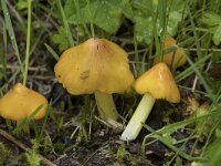 Hygrocybe conica 28, Zwartwordende wasplaat, Saxifraga-Willem van Kruijsbergen