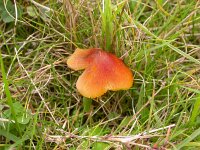 Hygrocybe conica 4, Zwartwordende wasplaat, Saxifraga-Peter Meininger