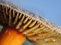 Hygrocybe punicea 4, Granaatbloemwasplaat, Saxifraga-Foto Fitis-Sytske Dijksen