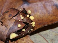 Hymenoscyphus fructigenus 3, Eikeldopzwam, Saxifraga-Foto Fitis-Sytske Dijksen