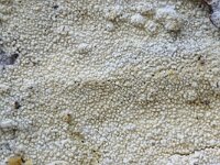 Hyphodontia nespori 2, Penseeltandjeszwam, Saxifraga-Lucien Rommelaars