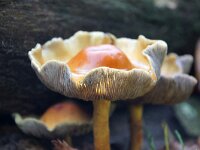 Hypholoma capnoides 4, Dennenzwavelkop, Saxifraga-Foto Fitis-Sytske Dijksen