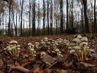 Hypholoma fasciculare 49, Gewone zwavelkop, Saxifraga-Luuk Vermeer