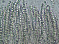 Hypocrea citrina 5, Platte kussentjeszwam, Micro, Saxifraga-Lucien Rommelaars