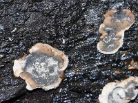 Hypoxylon deustum 2, Korsthoutskoolzwam, Saxifraga-Foto Fitis-Sytske Dijksen