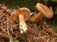 Inocybe bongardii, Fruity Fibrecap