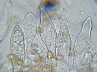 Inocybe curvipes 4, Zilversteelvezelkop, Micro, Saxifraga-Lucien Rommelaars