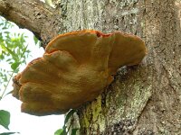 Inonotus hispidus 3, Ruige weerschijnzwam, Saxifraga-Hans Grotenhuis