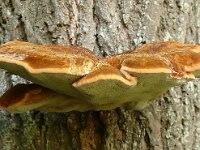 Inonotus hispidus 4, Ruige weerschijnzwam, Saxifraga-Hans Grotenhuis